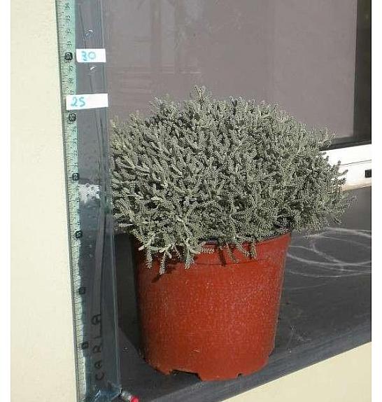 Santolina chamaecyparissus Ø18