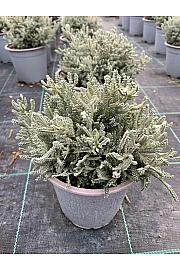 Santolina chamaecyparissus Ø14