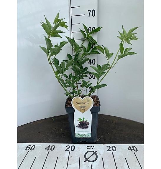 Sambucus nigra Haschberg C5 Lit. 30-40 cm