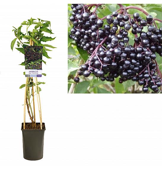 Sambucus nigra Haschberg C2,5 Lit. 40-60 cm