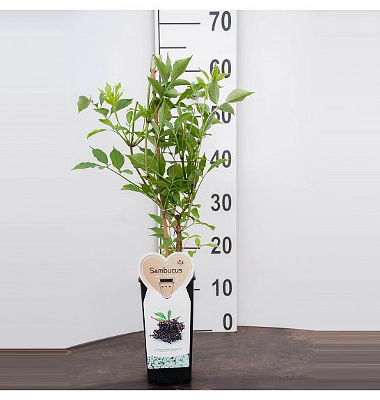 Sambucus nigra Haschberg C2 Lit. 30-40 cm BIO
