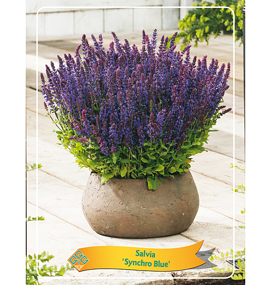 Salvia Synchro Blue Ø11