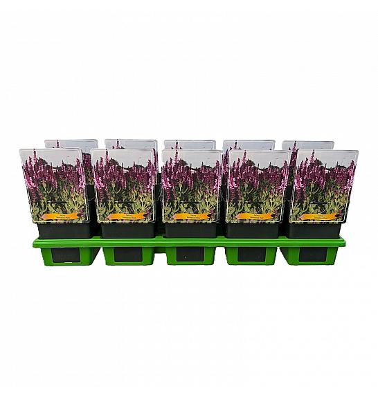 Salvia Sensation Pink Ø11