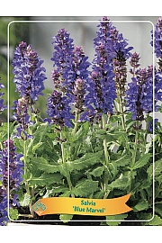 Salvia Blue Marvel Ø11