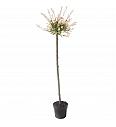 Salix integra Hakuro Nishiki C5 Lit. 100-125 cm; na steblu 100 cm