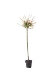 Salix integra Hakuro Nishiki C5 Lit. 100-125 cm; na steblu 100 cm
