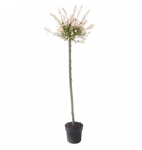 Salix integra Hakuro Nishiki C5 Lit. 100-125 cm; na steblu 100 cm