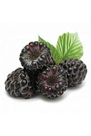 Rubus occidentalis Black Jewel C2 Lit. 30-40 cm