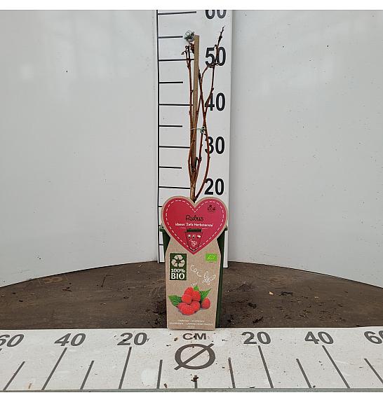 Rubus idaeus Zefa Herbsternte C2 Lit. 30-40 cm BIO