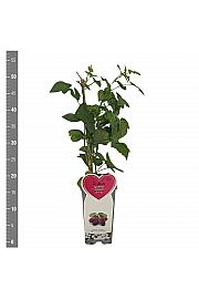 Rubus idaeus x fruticosus Loganberry C2 Lit. 30-40 cm