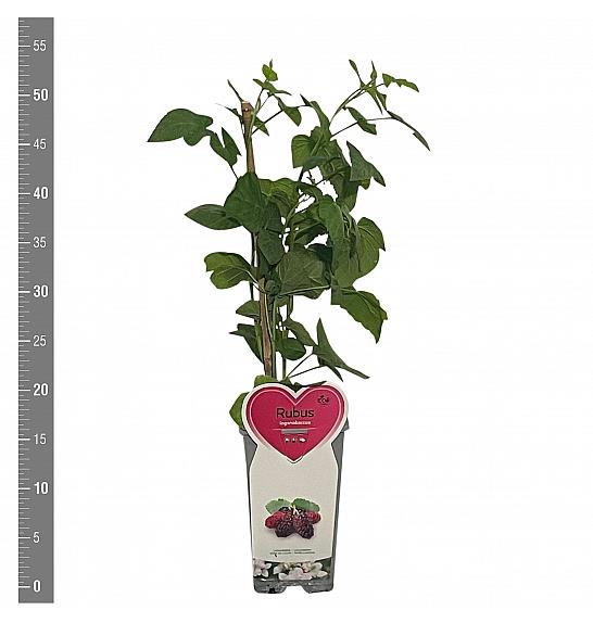 Rubus idaeus x fruticosus Loganberry C2 Lit. 30-40 cm