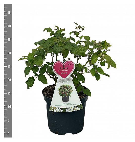 Rubus idaeus Ruby Beauty C3 Lit. 20-30 cm