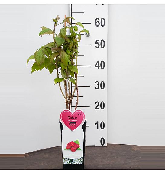 Rubus idaeus Héritage C2 Lit. 30-40 cm BIO
