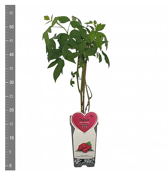 Rubus idaeus Heritage C2 Lit. 30-40 cm
