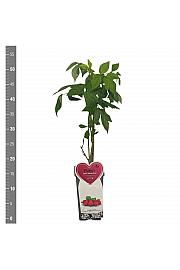 Rubus idaeus Autumn Bliss C2 Lit. 30-40 cm