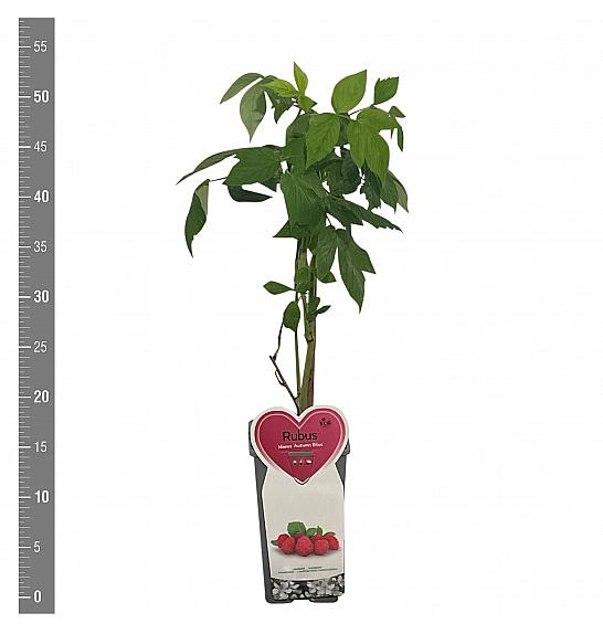Rubus idaeus Autumn Bliss C2 Lit. 30-40 cm