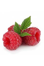 Rubus idaeus Willamette C2 Lit. 30-40 cm