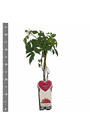 Rubus idaeus Meeker C2 Lit. 30-40 cm