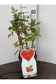 Rubus idaeus Trio C5 Lit. 30-40 cm Špalir