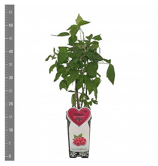 Rubus idaeus Schoenemann C2 Lit. 30-40 cm