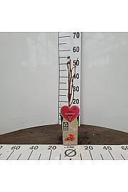 Rubus idaeus Malling Promise C2 Lit. 30-40 cm BIO