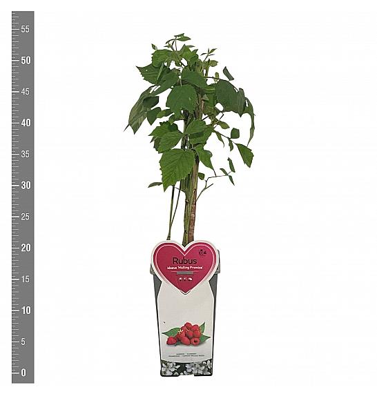 Rubus idaeus Mailling Promise C2 Lit. 30-40 cm