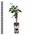 Rubus fruticosus Triple Crown C2 Lit. 30-40 cm