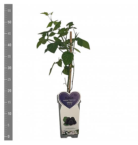 Rubus fruticosus Triple Crown C2 Lit. 30-40 cm
