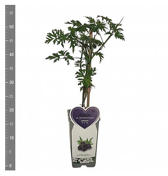 Rubus fruticosus Thornless Evergreen C2 Lit. 30-40 cm