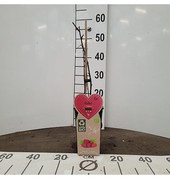 Rubus fruticosus Tayberry C2 Lit. 30-40 cm BIO