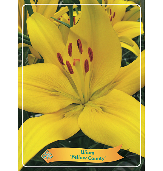 Lilium Yellow County Ø11