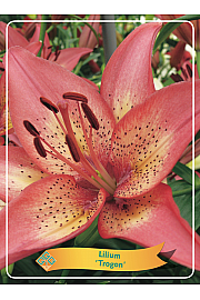 Lilium Trogon Ø11