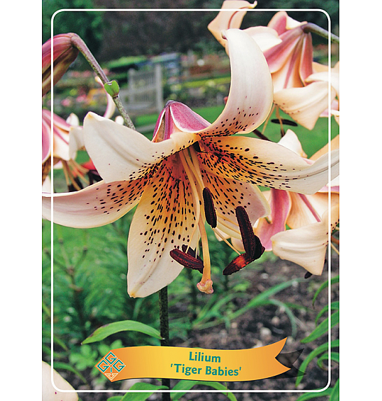Lilium Tiger Babies Ø11