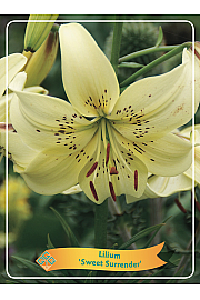 Lilium Sweet Surrender Ø11
