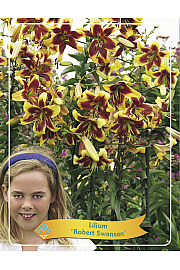 Lilium Robert Swanson Ø11