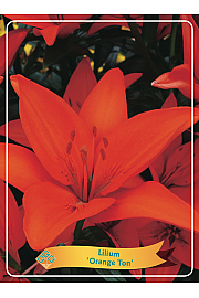 Lilium Orange Ton Ø11
