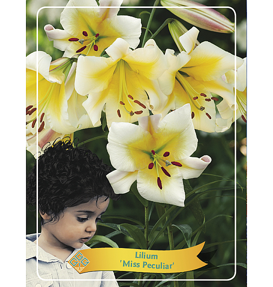 Lilium Miss Peculiar Ø11