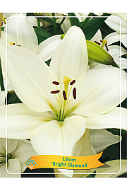Lilium Bright Diamond Ø11