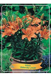 Lilium Abbevilles Pride Ø11