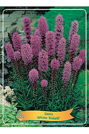 Liatris spicata Kobold Ø11