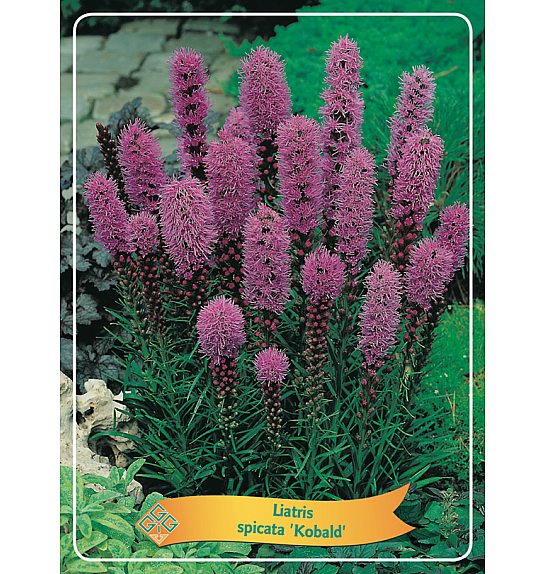 Liatris spicata Kobold Ø11