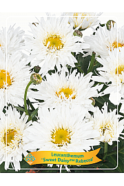 Leucanthemum Sweet Daisy™ Rebecca Ø11