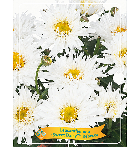 Leucanthemum Sweet Daisy™ Rebecca Ø11