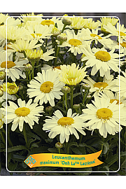 Leucanthemum maximum Ooh La™ Lacrème Ø11