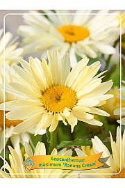 Leucanthemum maximum Banana Cream Ø11