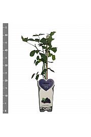 Rubus fruticosus Loch Ness C2 Lit. 30-40 cm