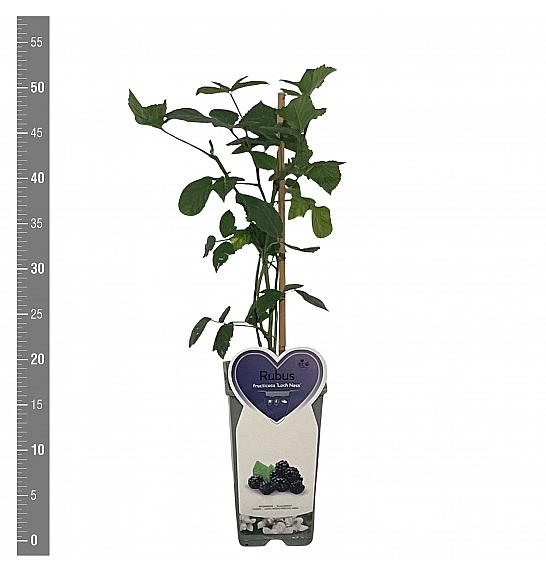 Rubus fruticosus Loch Ness C2 Lit. 30-40 cm