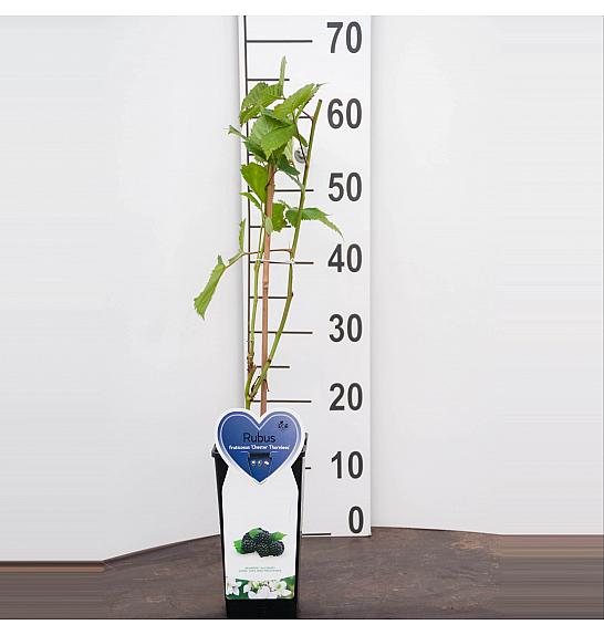 Rubus fruticosus Chester Thornless C2 Lit. 30-40 cm BIO