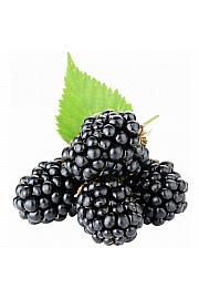 Rubus fruticosus Chester Thornless C2 Lit. 30-40 cm