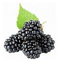 Rubus fruticosus Chester Thornless C2 Lit. 40-60 cm (47662)